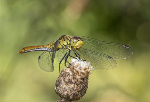 Réf. 347 465 : Sympetrum sanguineum